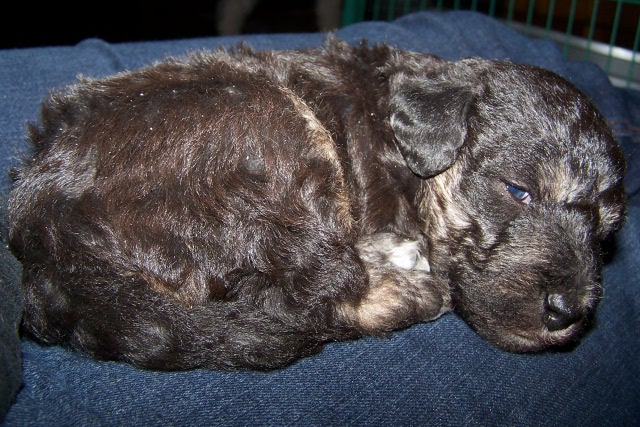 Arc-en-ciel Arlequin 02.02 (2).JPG